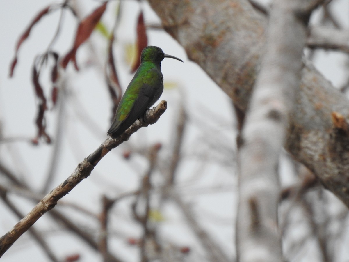 Green-breasted Mango - Gabriel Cordón