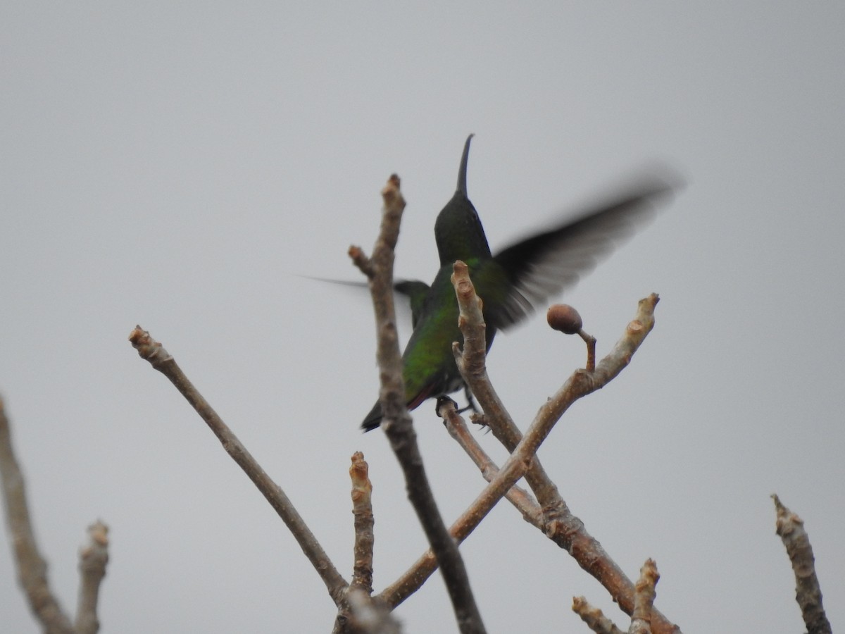 kolibřík lesklý - ML222460131