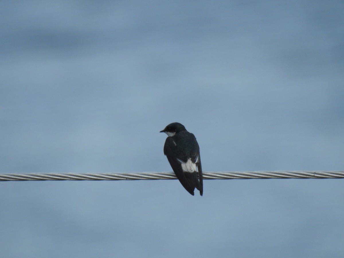 Mangrove Swallow - ML222460541