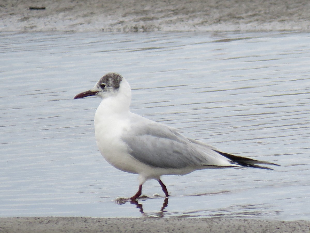 Mouette rieuse - ML222461261