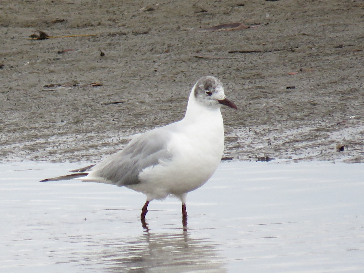 Mouette rieuse - ML222461321
