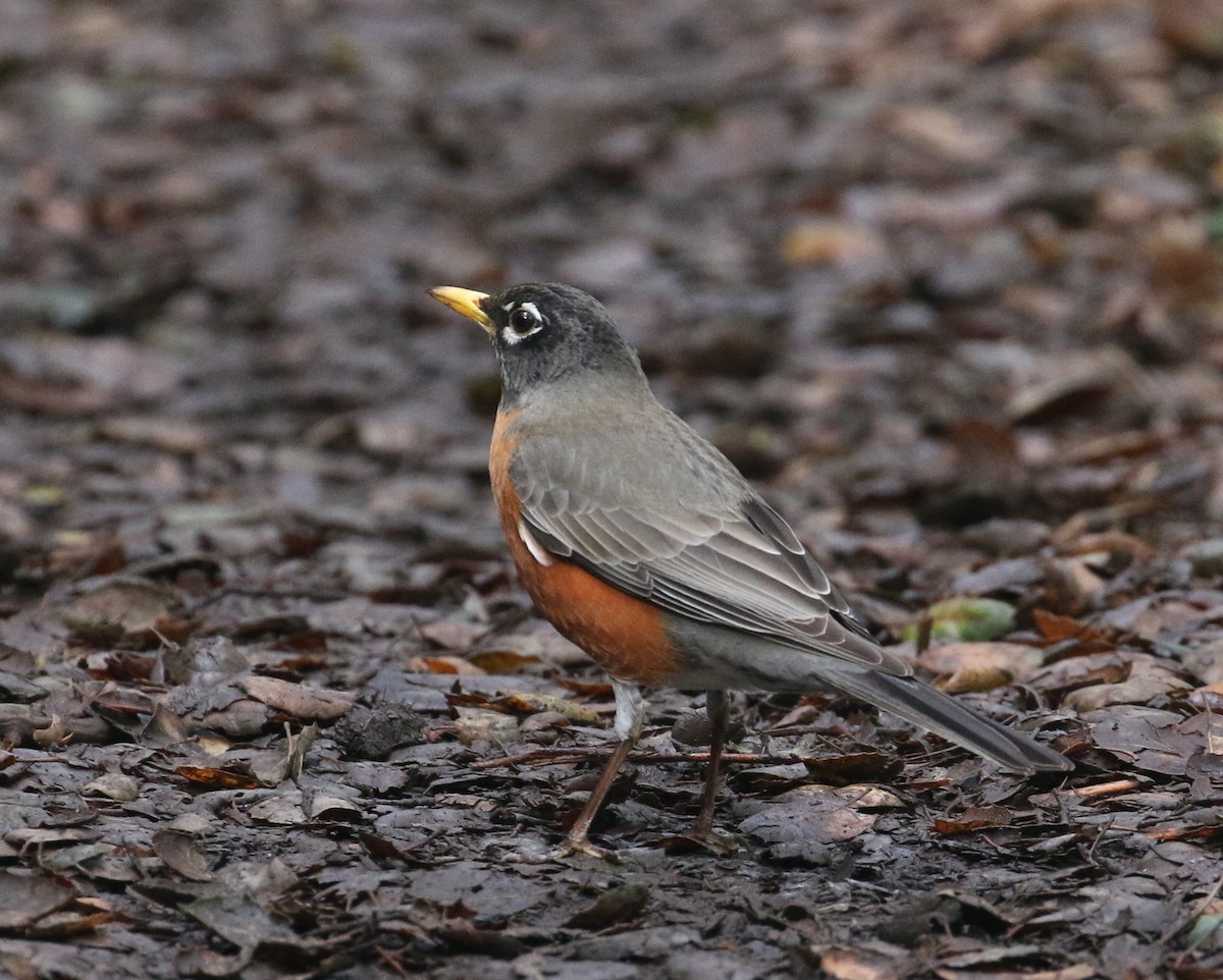 American Robin - Pair of Wing-Nuts