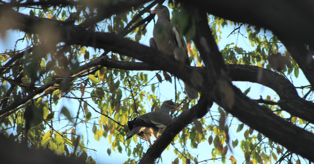 Bare-eyed Pigeon - ML222465451