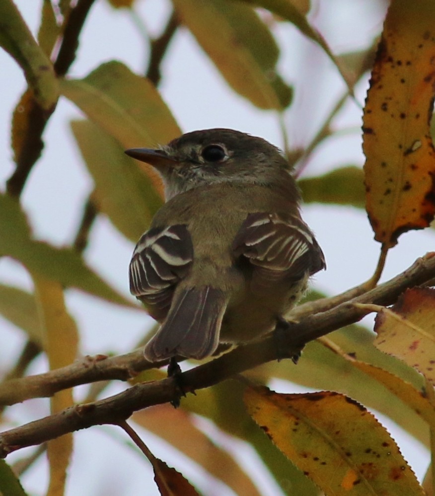 Least Flycatcher - Tom Benson