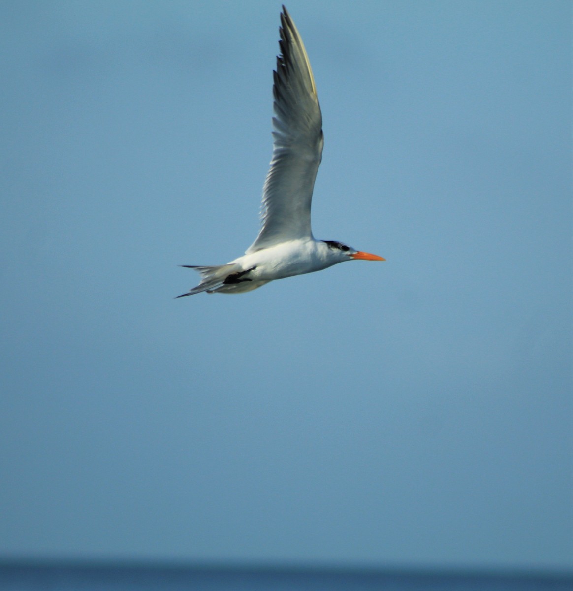 Royal Tern - ML222466451
