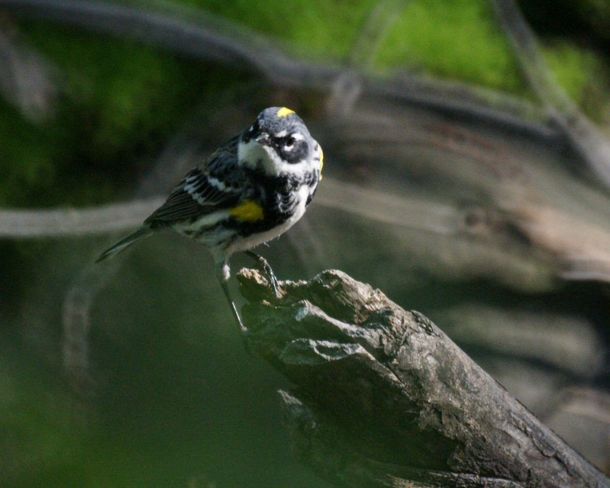 Yellow-rumped Warbler - ML222466591