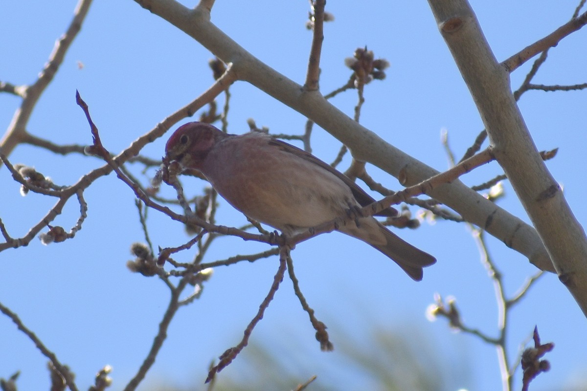 Cassin's Finch - Claire H