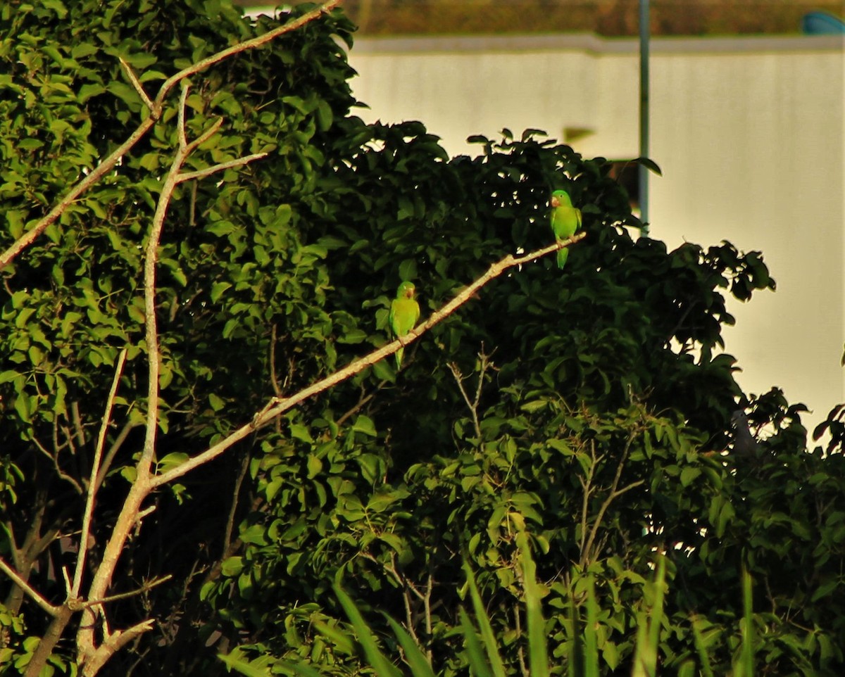 Orange-chinned Parakeet - ML222467191