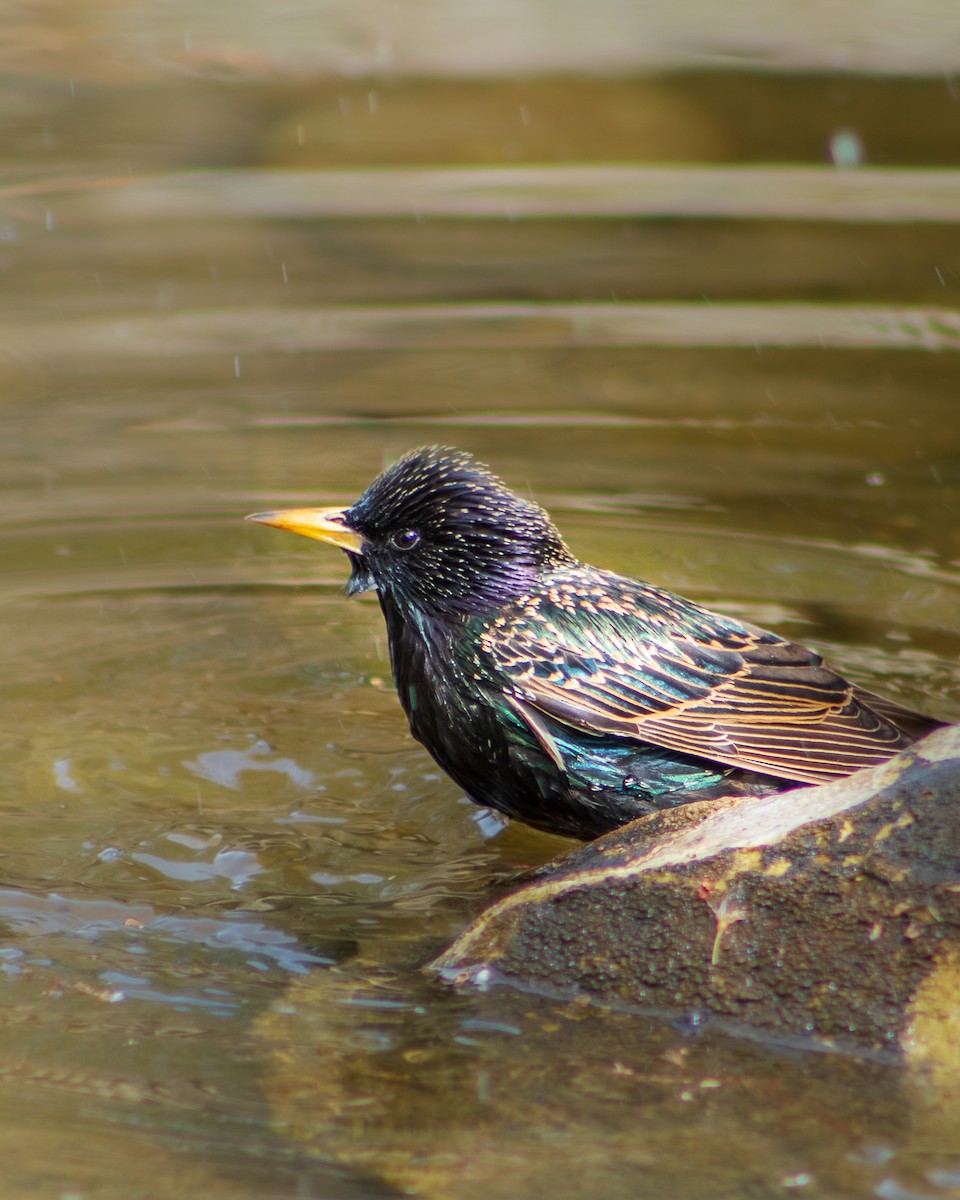 European Starling - ML222468381