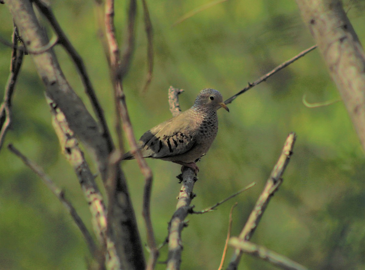 Common Ground Dove - ML222470331