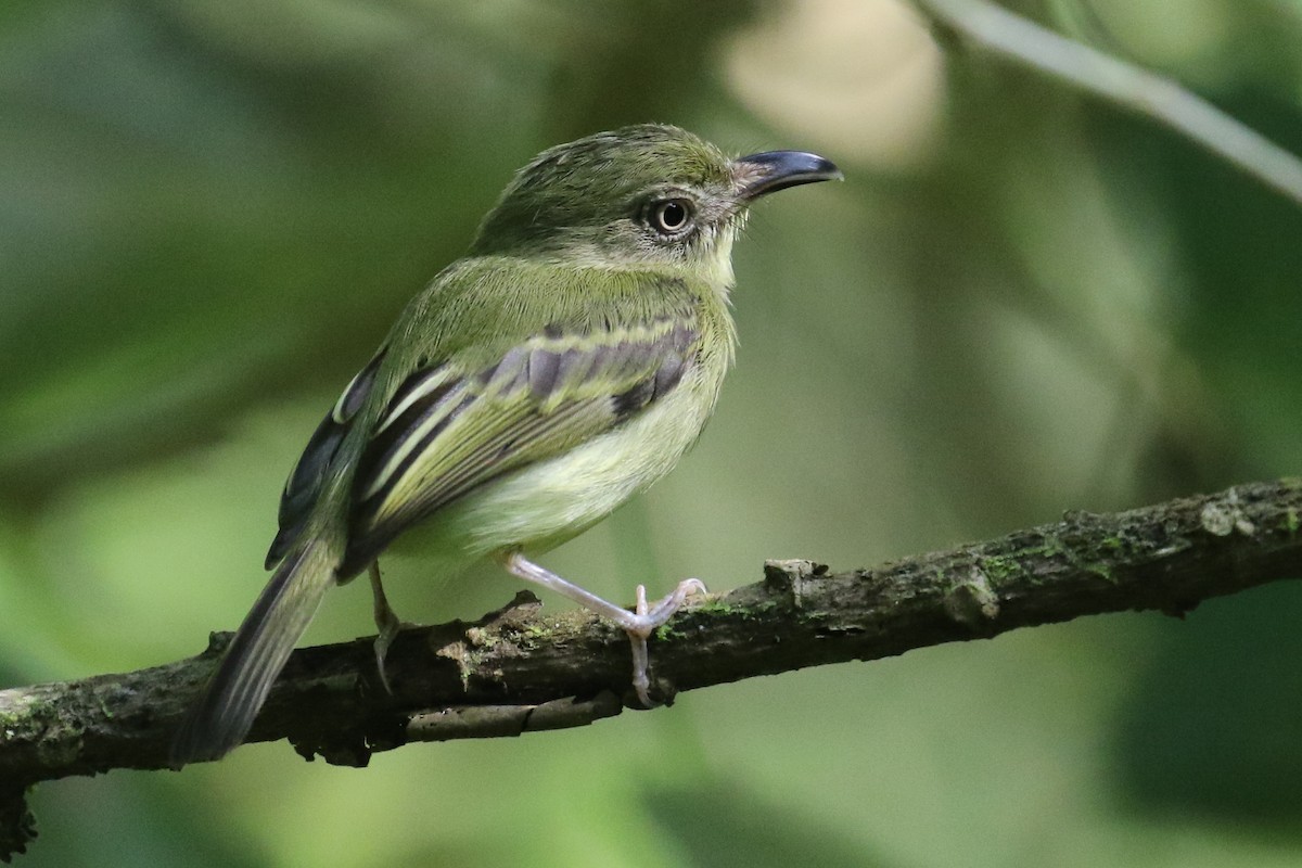 Southern Bentbill - ML222471931