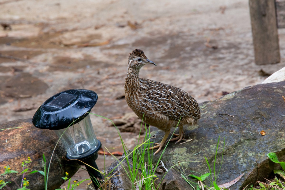 Curve-billed Tinamou - ML222474791