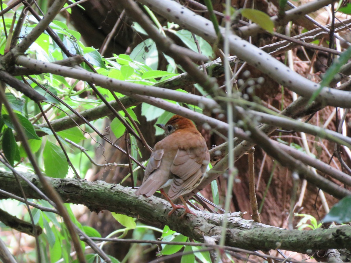 Wood Thrush - ML222475591