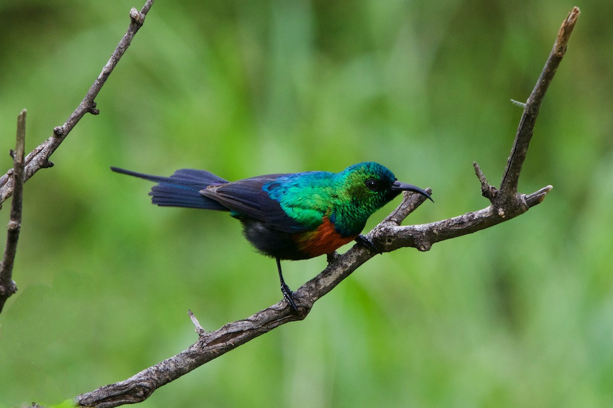 Black-bellied Sunbird - ML222476301