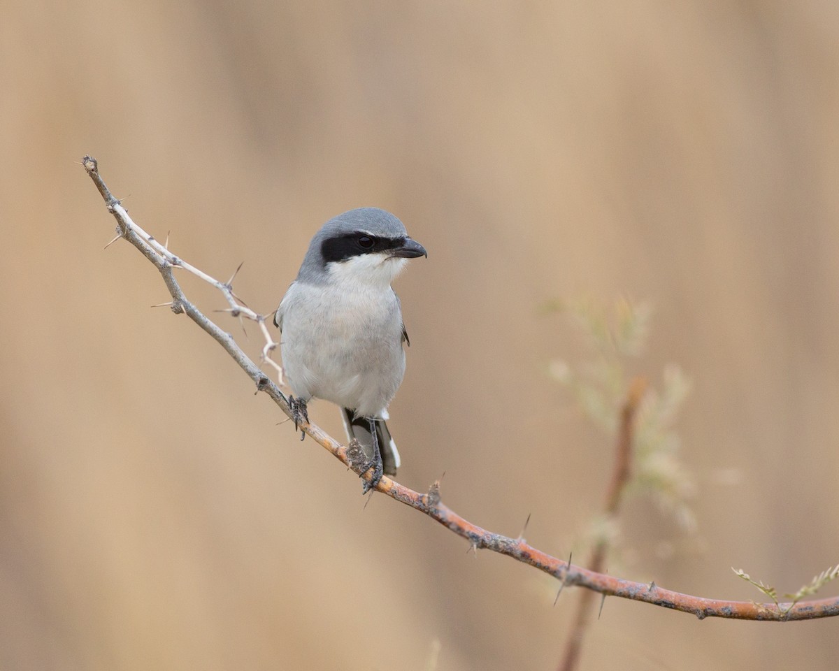 Pie-grièche migratrice - ML22247781