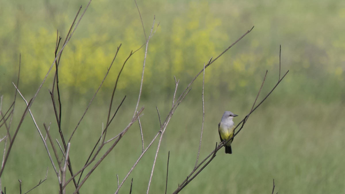 Western Kingbird - Sam Fellows