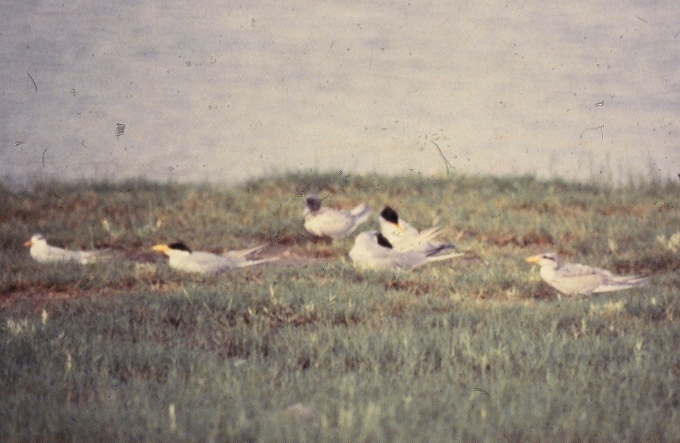 Black-bellied Tern - ML222481371