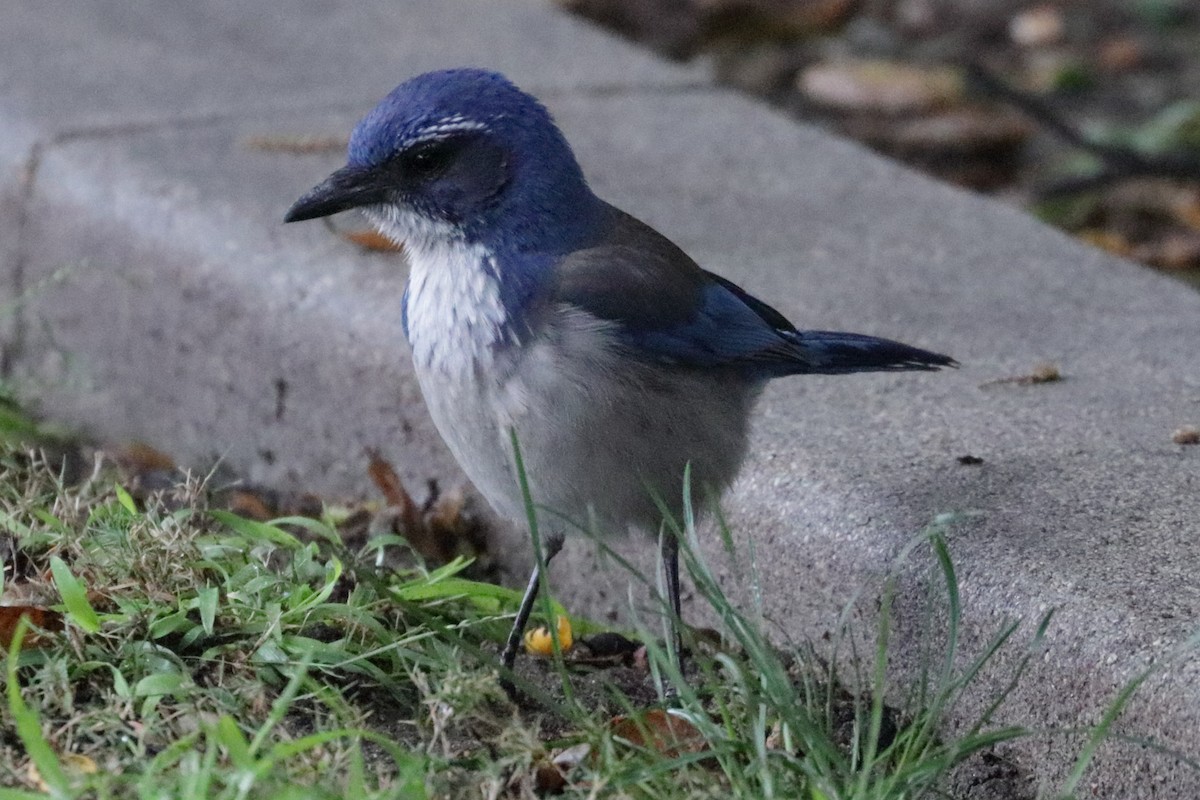 California Scrub-Jay - ML222481541