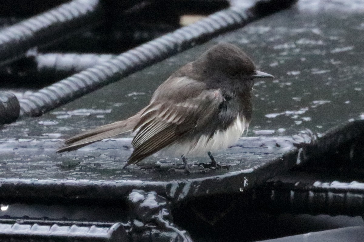 Black Phoebe - ML222481551