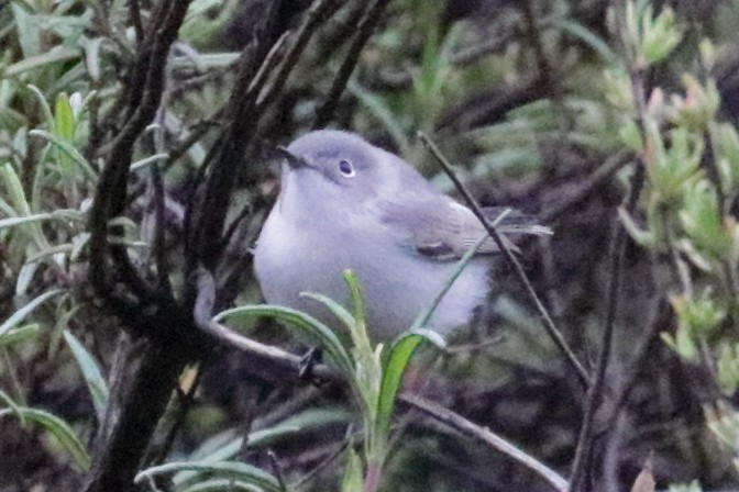 Blue-gray Gnatcatcher - ML222481571