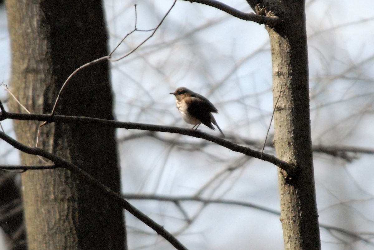 Hermit Thrush - ML222482231