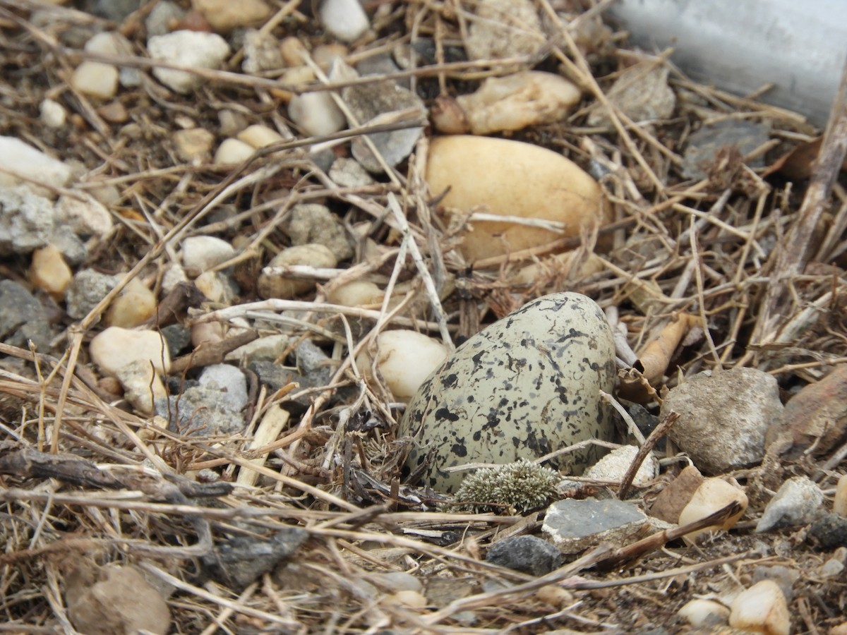 Killdeer - ML222483271