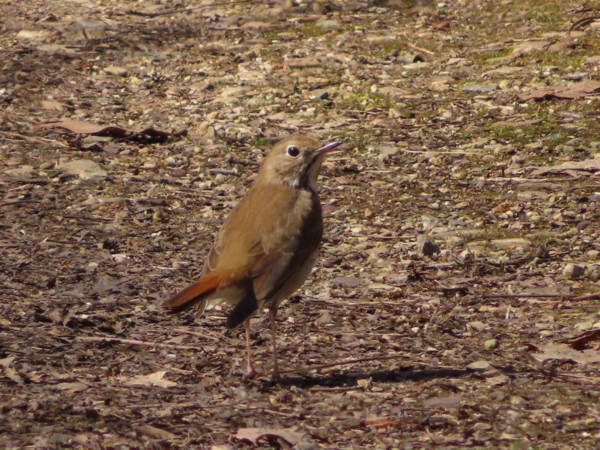 Hermit Thrush - ML222483361