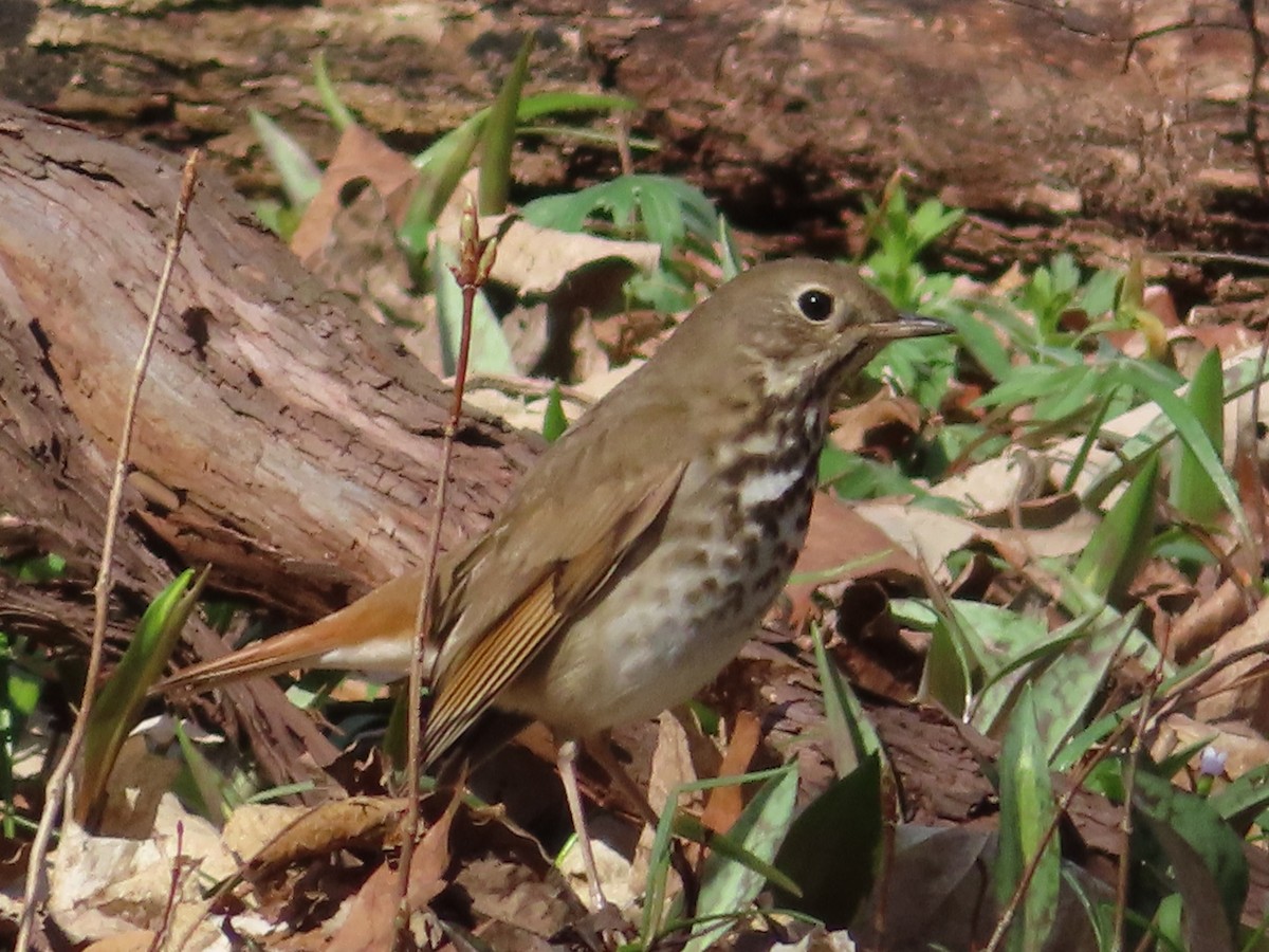 Hermit Thrush - ML222483481