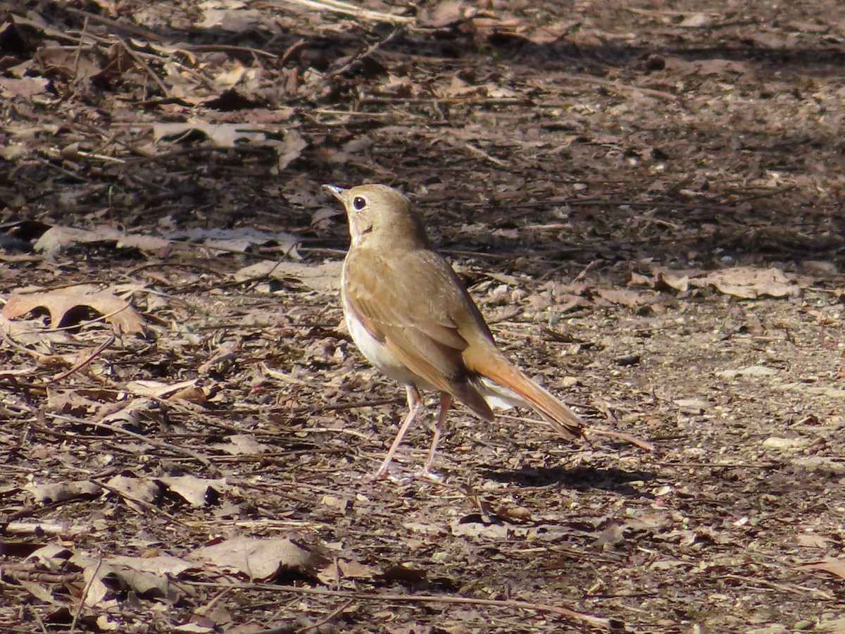 Hermit Thrush - ML222483491