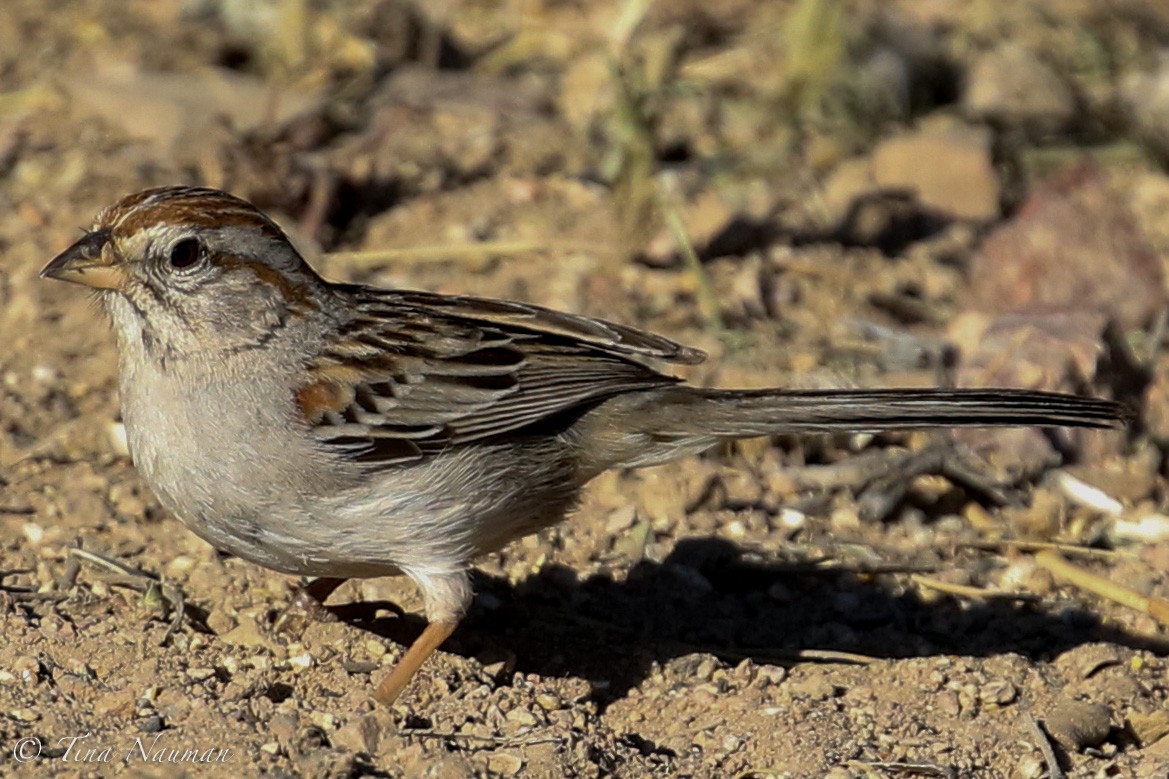 Rufous-winged Sparrow - ML222483501