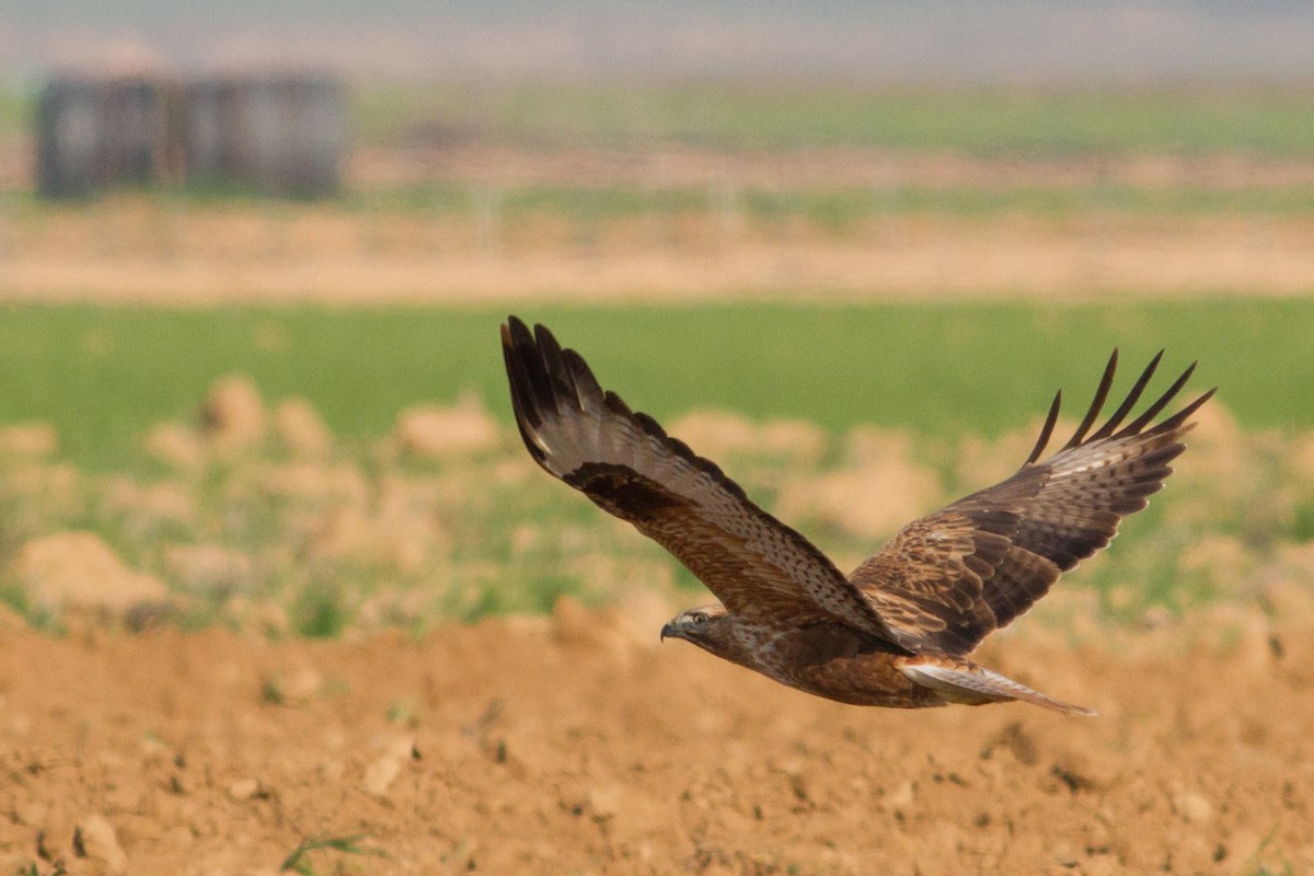 Long-legged Buzzard - ML22248361