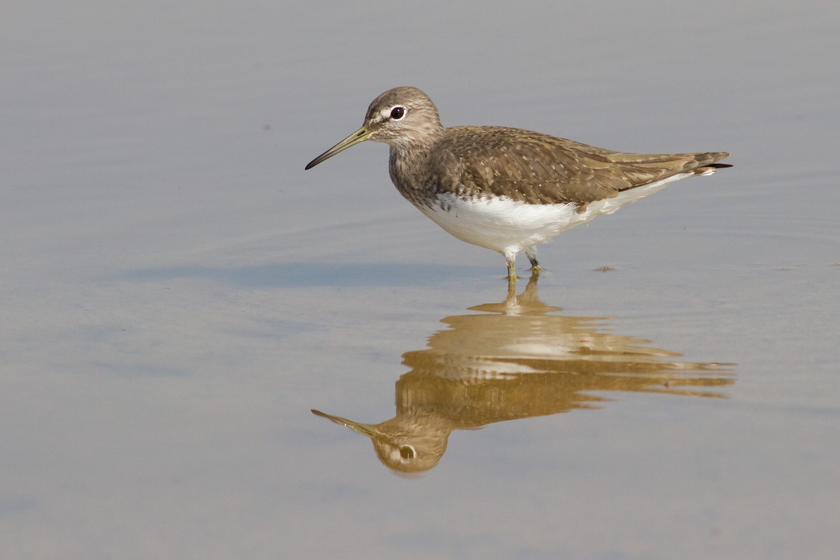 Green Sandpiper - Oded Ovadia