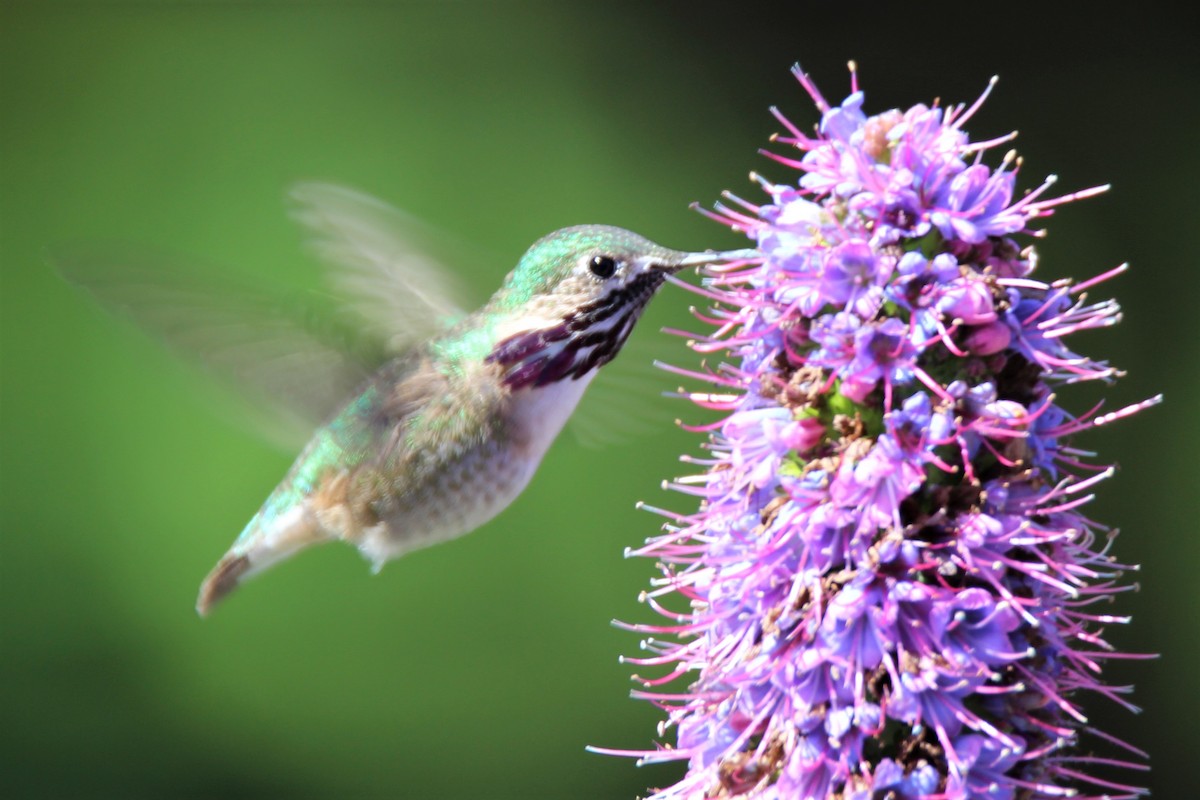 Calliope Hummingbird - ML222485631