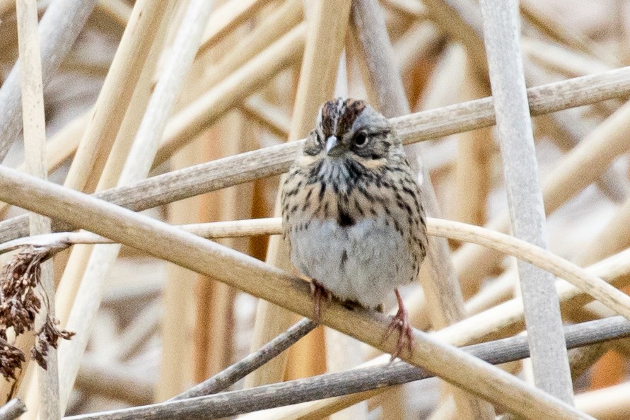 Lincoln's Sparrow - Garrett Lau