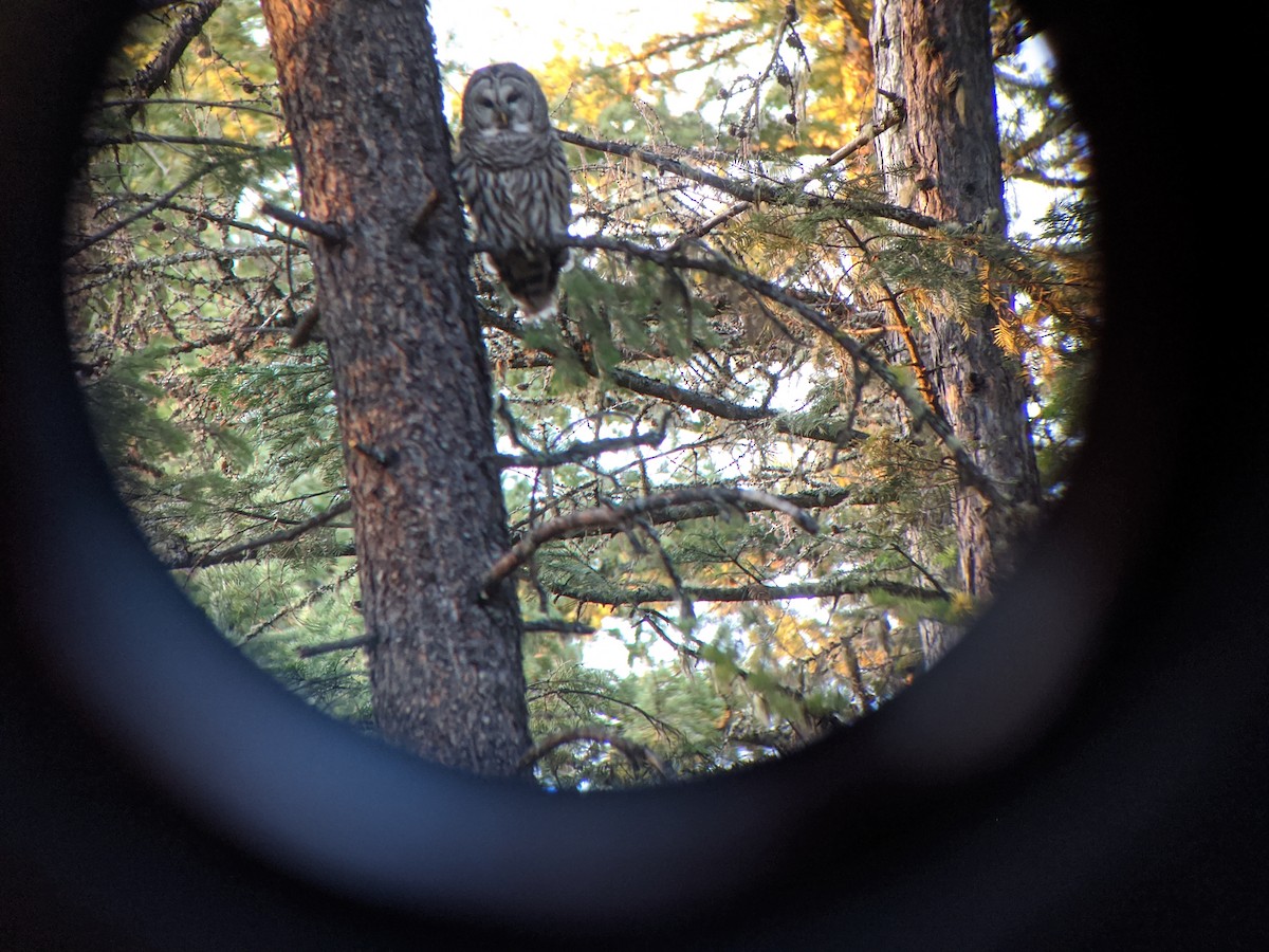 Barred Owl - ML222494971