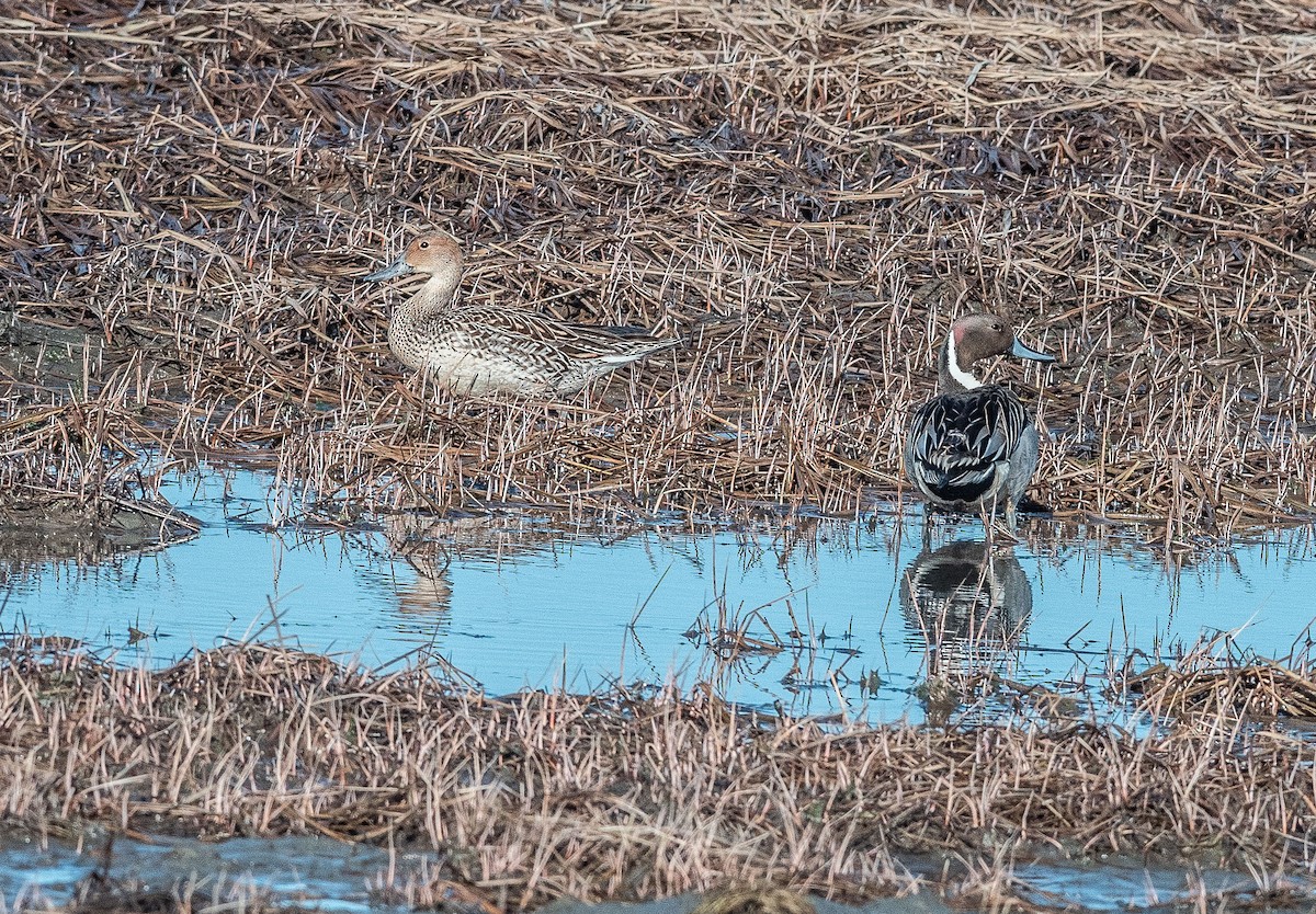 Northern Pintail - ML222497491