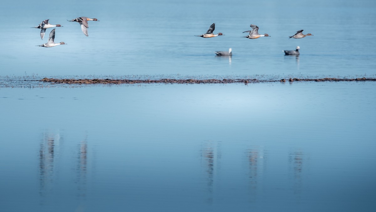 Northern Pintail - ML222497501