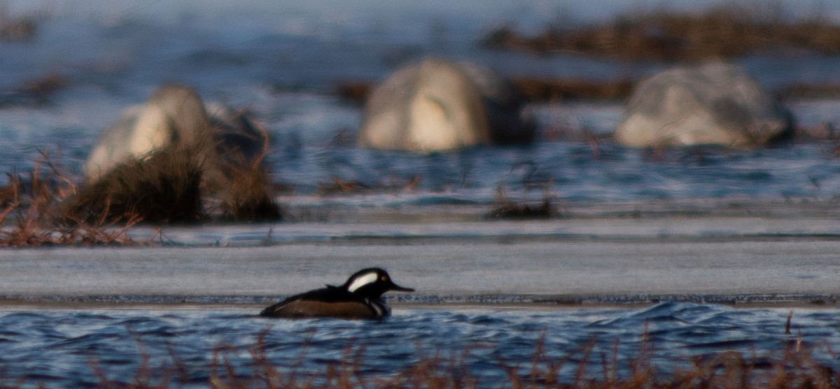 Hooded Merganser - ML222499791