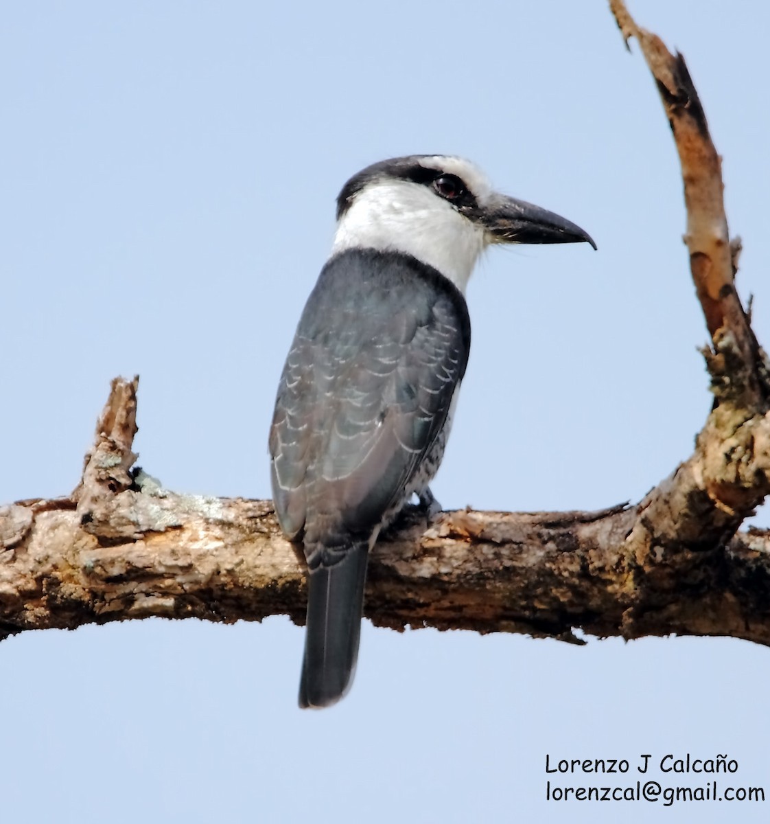 White-necked Puffbird - Lorenzo Calcaño