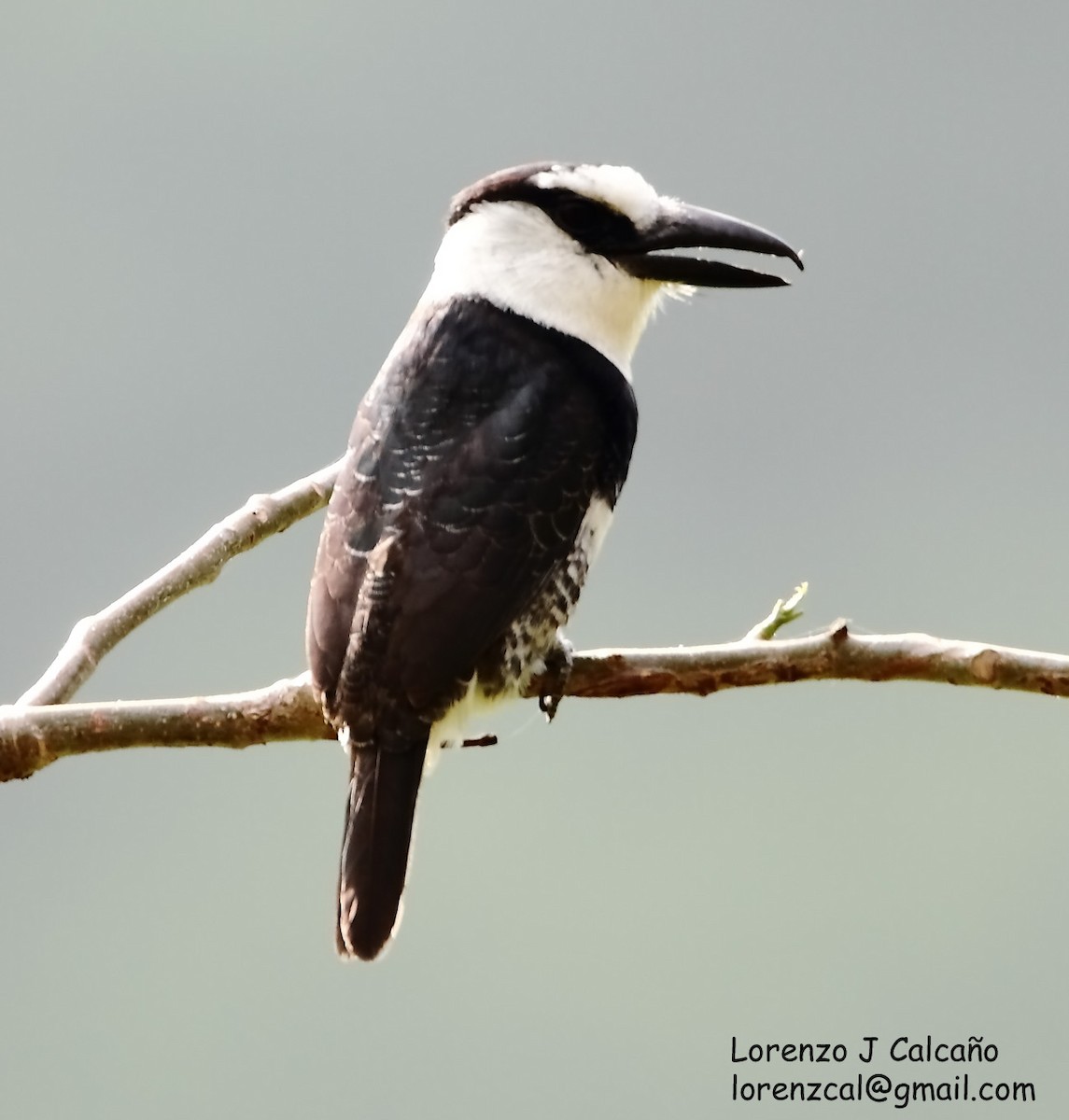 White-necked Puffbird - ML222500801