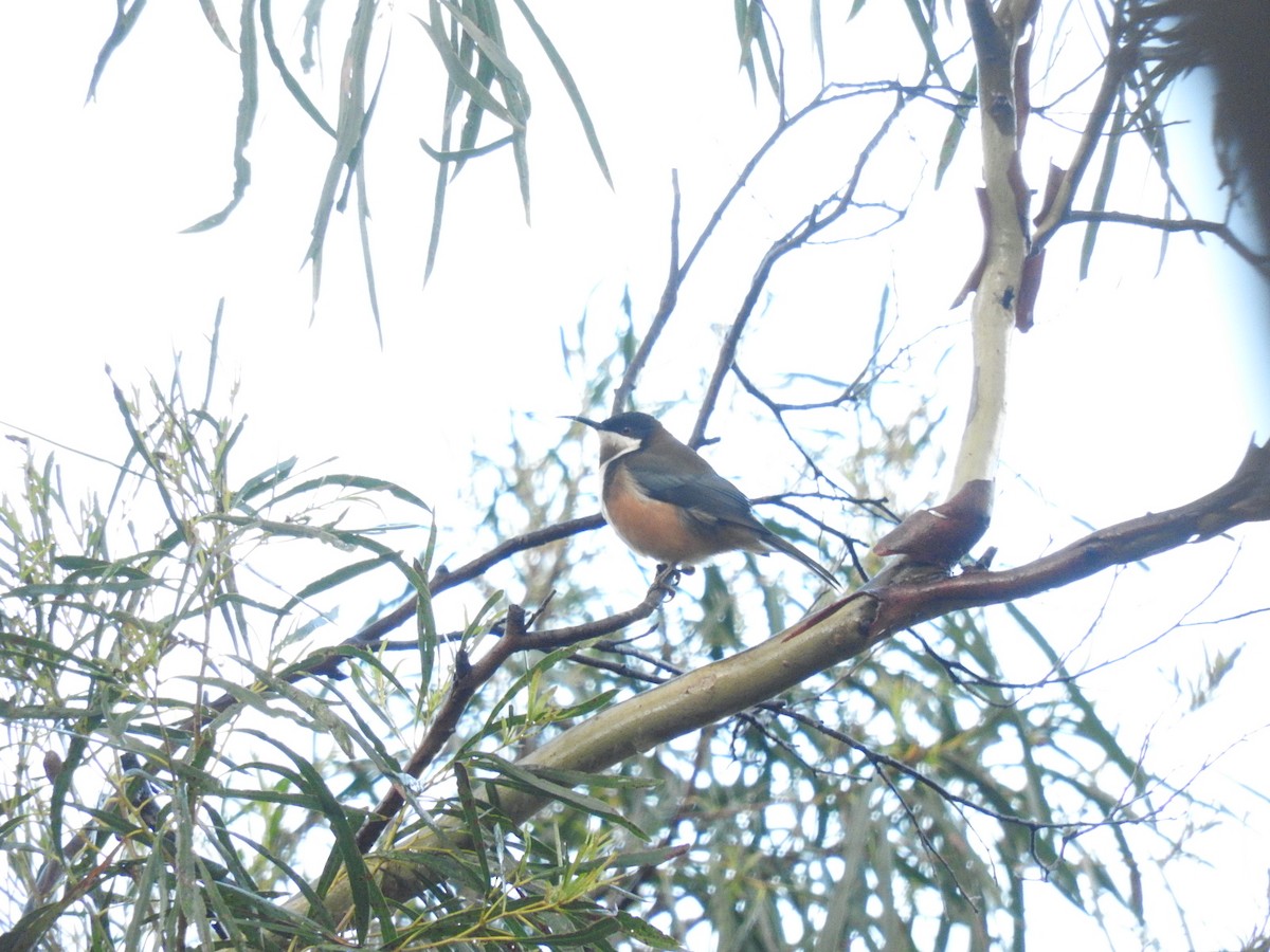 Eastern Spinebill - George Vaughan