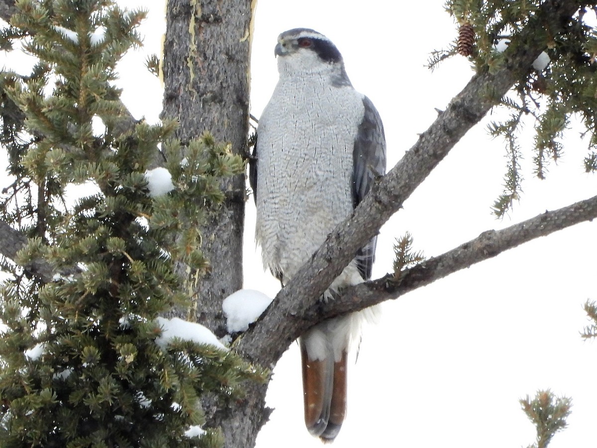 American Goshawk - Roy Lambert