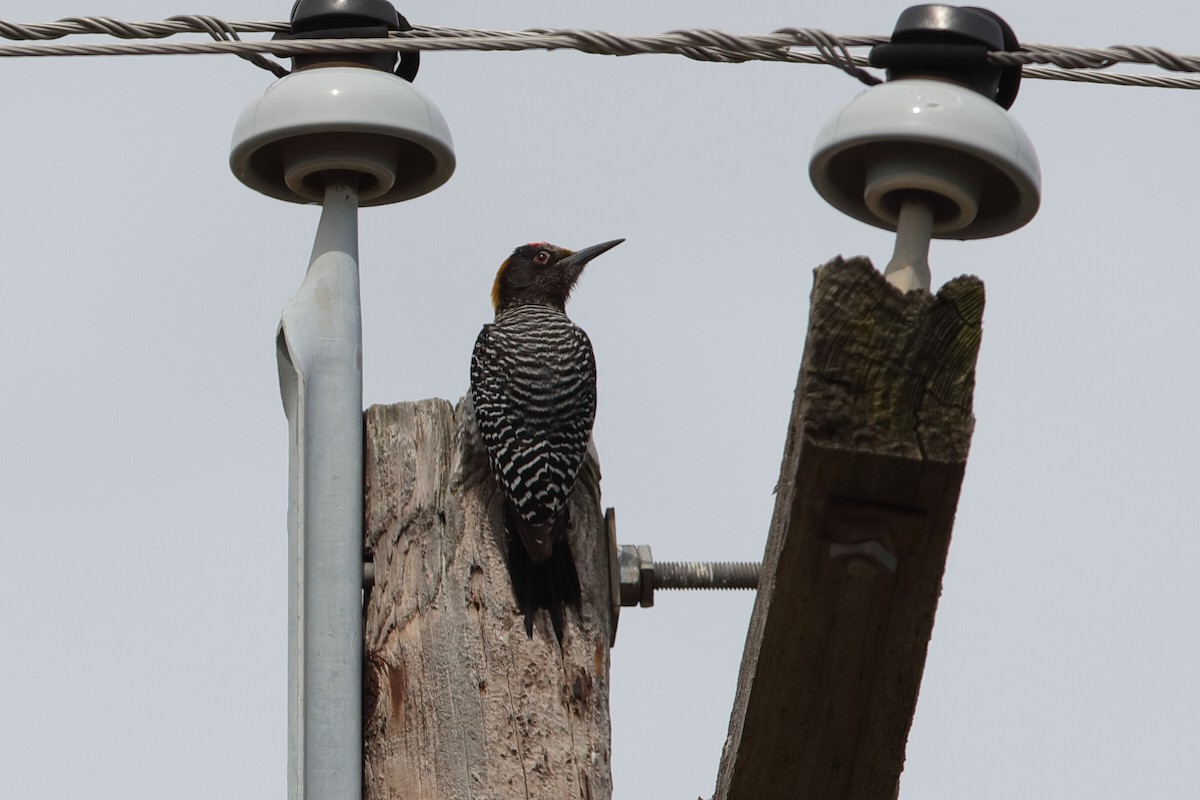 Golden-fronted Woodpecker - ML222501531