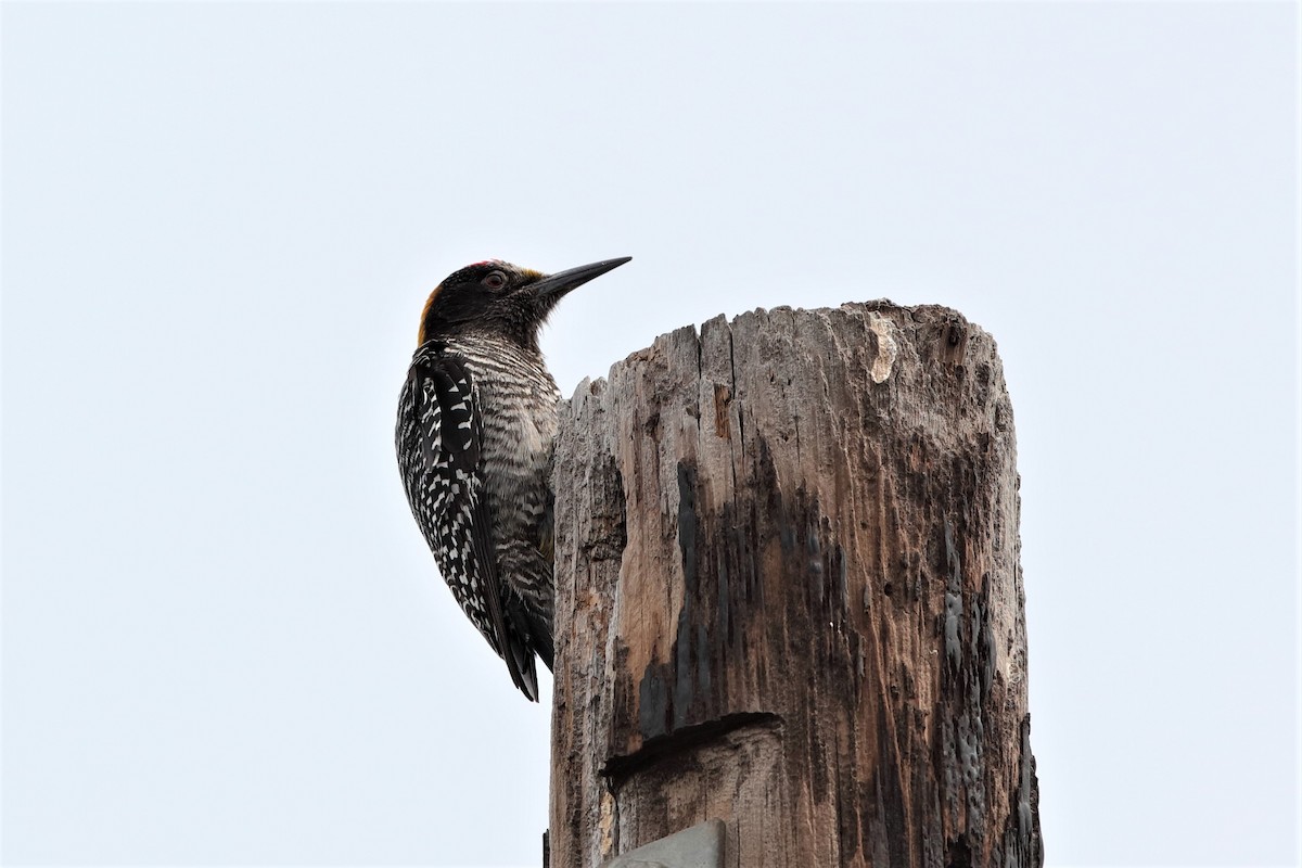 Golden-fronted Woodpecker - ML222501551