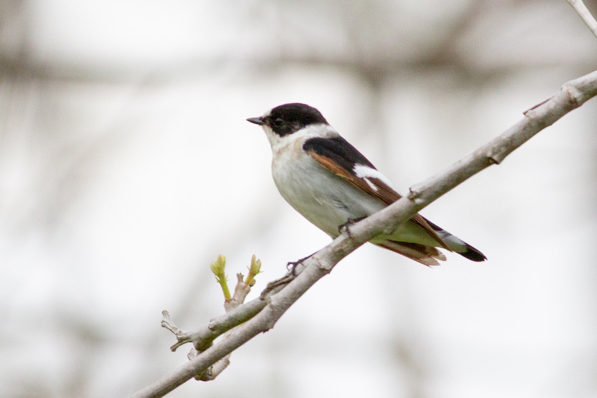 Collared Flycatcher - ML222502851