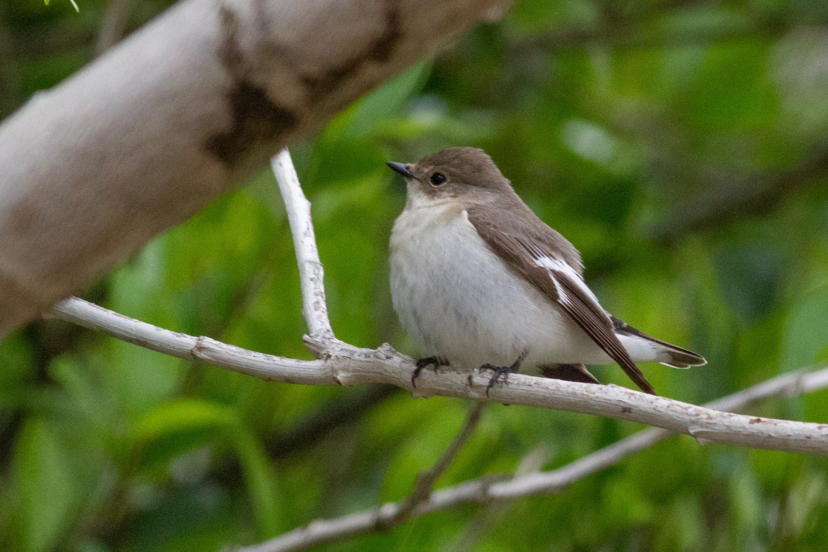Collared Flycatcher - ML222502861