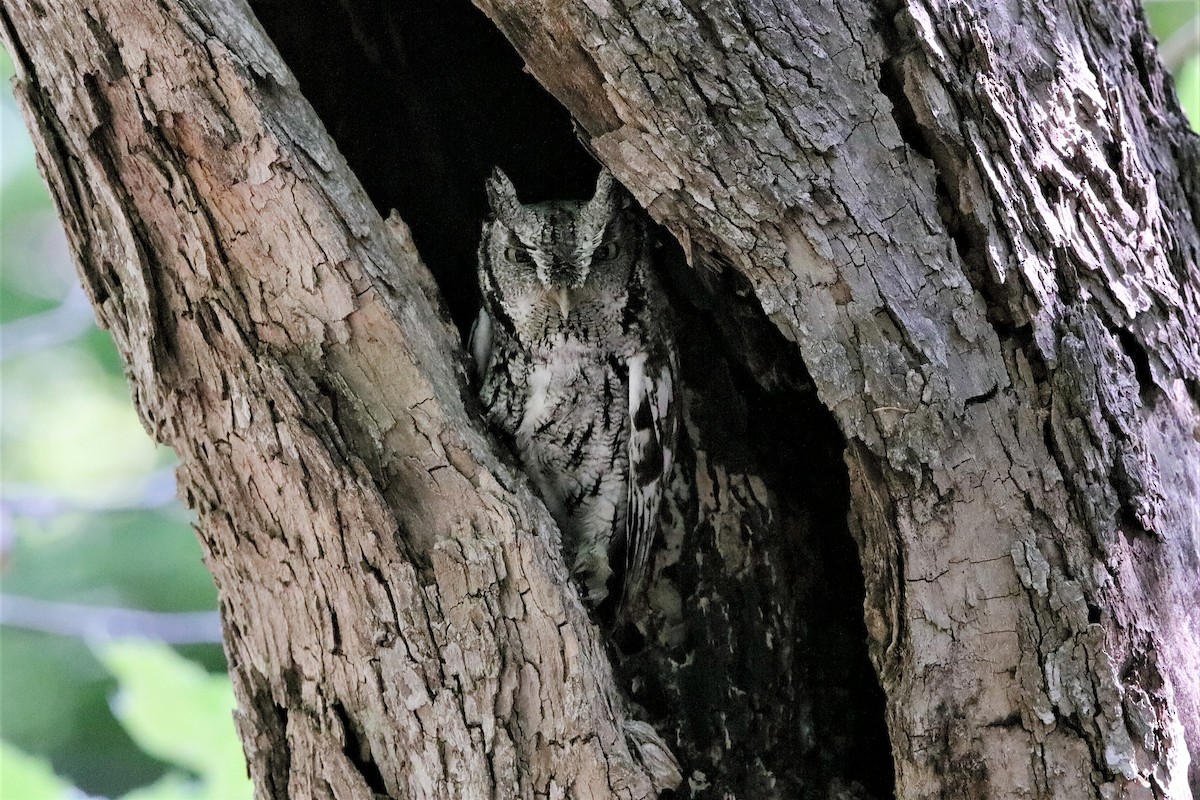 Eastern Screech-Owl - ML222504161