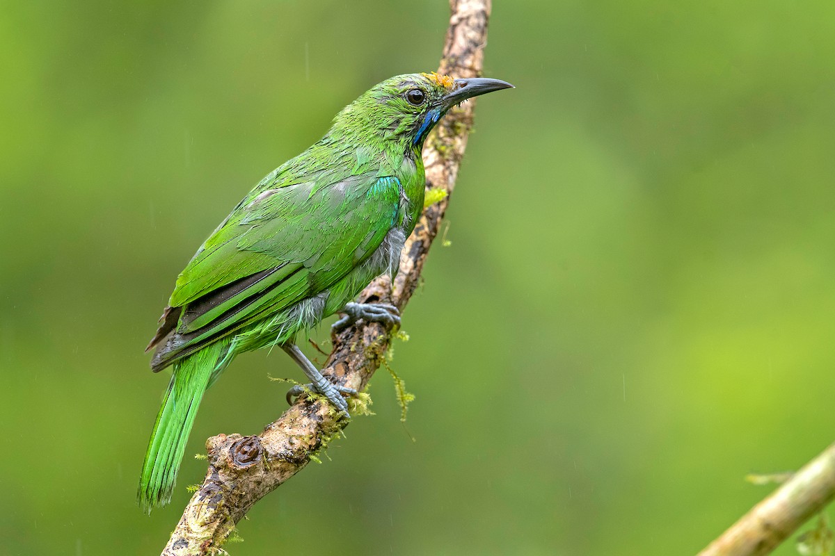 Golden-fronted Leafbird - ML222505301