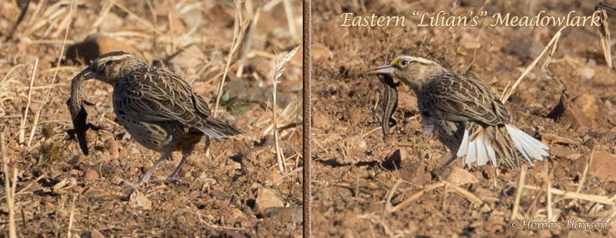 Chihuahuan Meadowlark - ML22250991