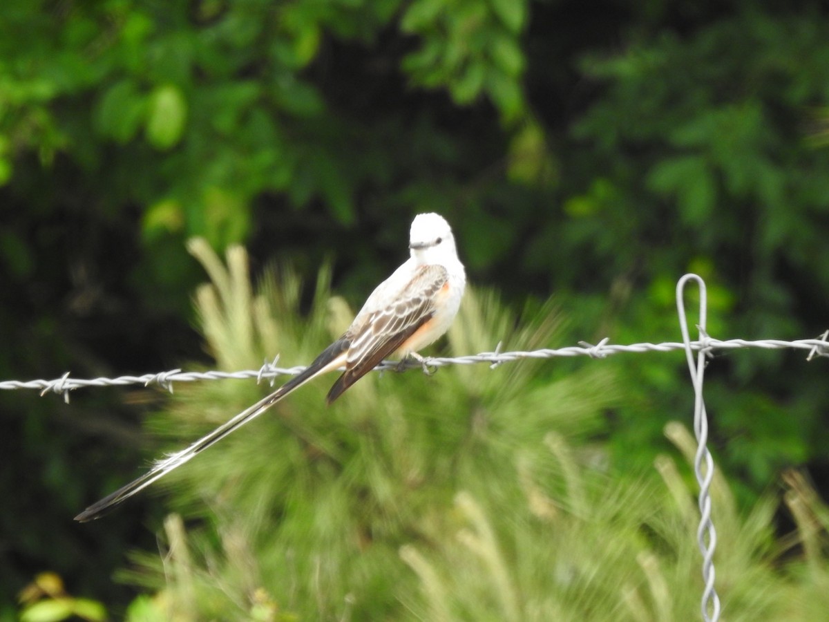 Scissor-tailed Flycatcher - ML222510221